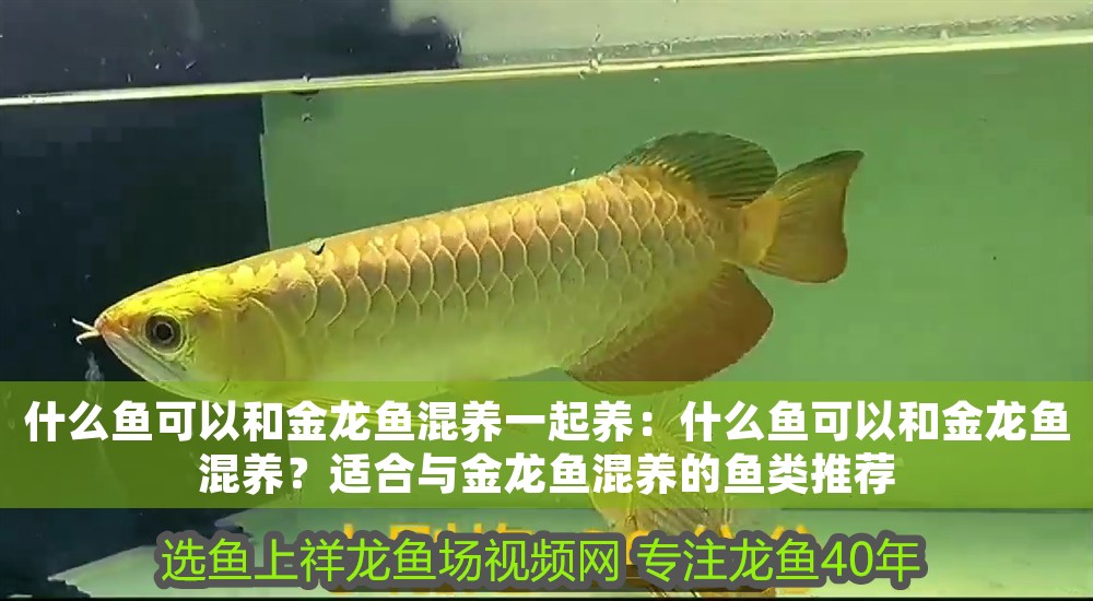 什么魚可以和金龍魚混養一起養：什么魚可以和金龍魚混養？適合與金龍魚混養的魚類推薦