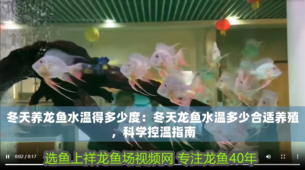 冬天養龍魚水溫得多少度：冬天龍魚水溫多少合適養殖，科學控溫指南