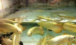 天津哪里買龍魚便宜點：天津哪里買龍魚便宜 天津哪里買龍魚便宜點：天津哪里買龍魚便宜 龍魚百科 第1張
