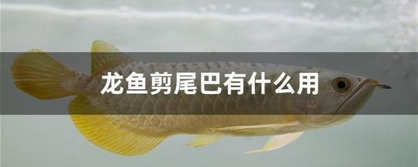 白子黃化銀龍魚好養(yǎng)嗎怎么養(yǎng)的(白子黃化銀龍魚疾病預防,銀龍魚飼料選擇指南) 龍魚百科 第2張 白子黃化銀龍魚好養(yǎng)嗎怎么養(yǎng)的(白子黃化銀龍魚疾病預防,銀龍魚飼料選擇指南) 白子黃化銀龍魚好養(yǎng)嗎怎么養(yǎng)的(白子黃化銀龍魚疾病預防,銀龍魚飼料選擇指南) 龍魚百科 第2張