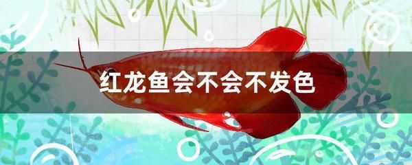 紅龍魚發色溫度：紅龍魚發色的最佳溫度是多少？