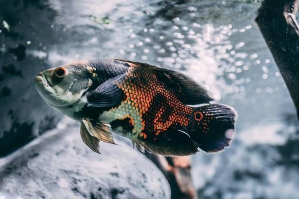 龍魚缸要多大：養龍魚的理想魚缸尺寸取決于什么？