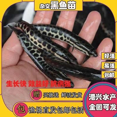 怎么挑金龍魚魚苗的品種：怎么挑選金龍魚魚苗的品種