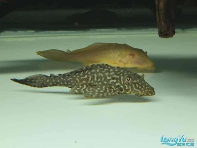 祥龍魚場觀賞魚出口：祥龍魚場的歷史與發展