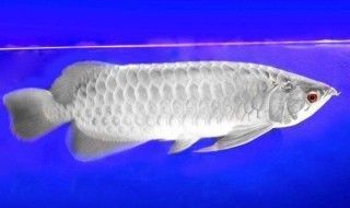 龍魚多久換一次水 有過(guò)濾效果（如何檢測(cè)魚缸水質(zhì)，龍魚換水的最佳時(shí)機(jī)）
