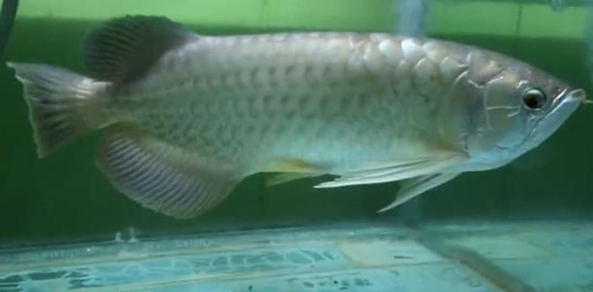 金龍魚張嘴是什么原因