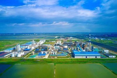 金龍魚俯視圖高清，金龍魚俯視圖高清圖片