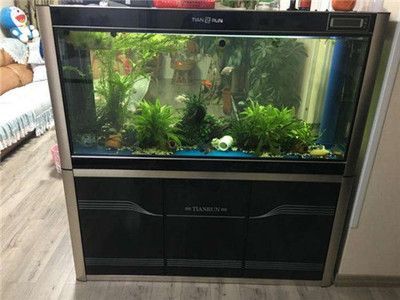 森森魚(yú)缸底濾噪音問(wèn)題（如何選擇適合的魚(yú)缸底濾）