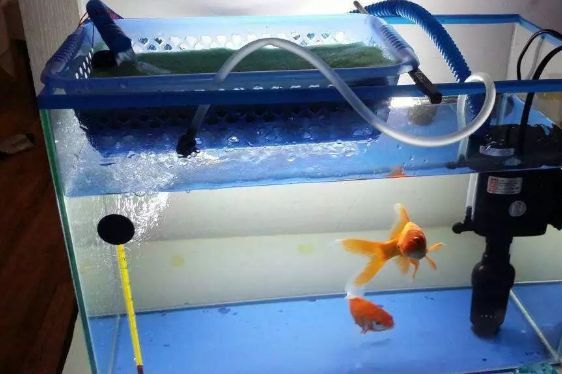 森森魚(yú)缸底濾噪音問(wèn)題（如何選擇適合的魚(yú)缸底濾）