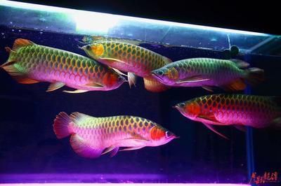 七彩龍魚成年多大（七彩龍魚的成年大小在40至120厘米之間）
