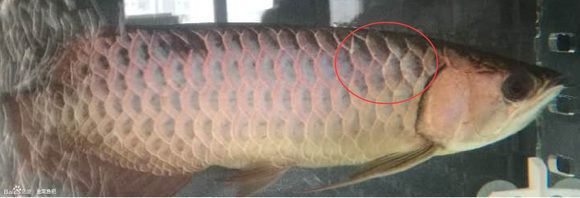 龍魚魚鱗充血怎么辦：龍魚魚鱗充血怎么治療