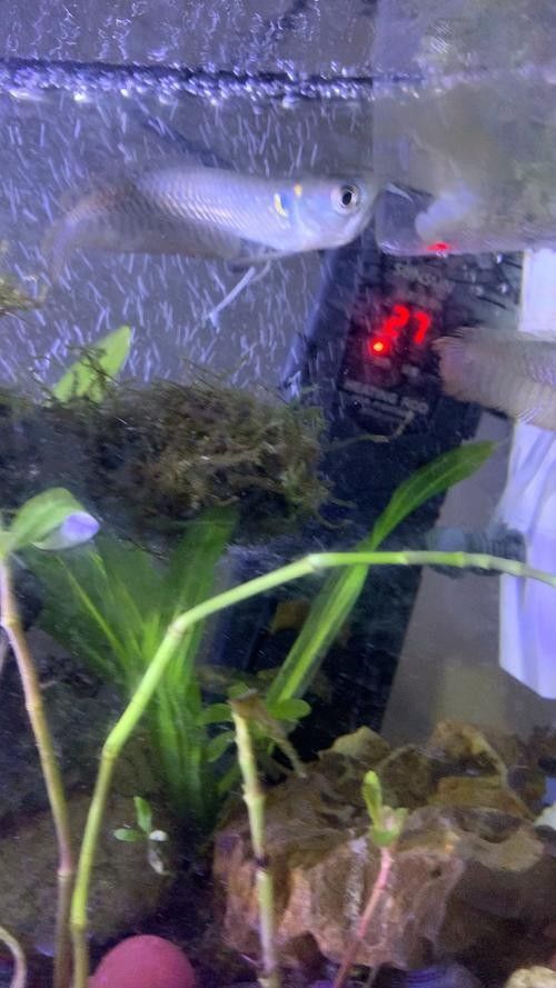 銀川水族批發(fā)市場買龍魚價(jià)格多少錢 銀川水族批發(fā)市場買龍魚價(jià)格多少錢 龍魚百科 第1張
