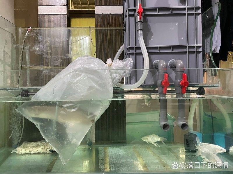 銀川水族批發(fā)市場買龍魚價(jià)格多少錢 銀川水族批發(fā)市場買龍魚價(jià)格多少錢 龍魚百科 第8張