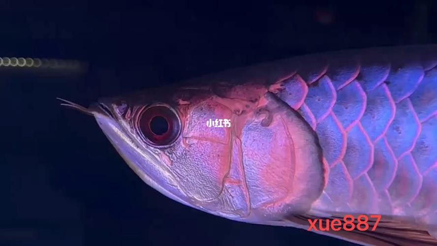 紫底金龍魚圖片大全