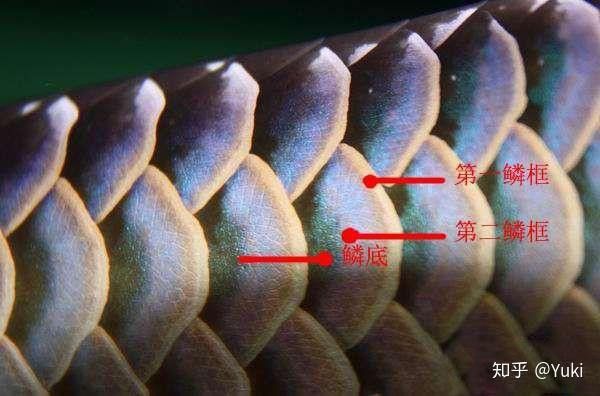 紫底金龍魚圖片大全