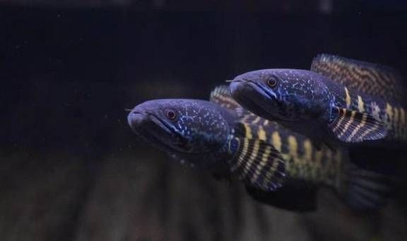 黃金黑魚是黃金雷龍魚嗎（黃金黑魚和黃金雷龍魚并非同一種魚，它們是同一物種） 黃金黑魚是黃金雷龍魚嗎（黃金黑魚和黃金雷龍魚并非同一種魚，它們是同一物種） 龍魚百科 第2張