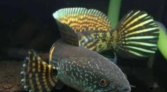 黃金黑魚是黃金雷龍魚嗎（黃金黑魚和黃金雷龍魚并非同一種魚，它們是同一物種） 黃金黑魚是黃金雷龍魚嗎（黃金黑魚和黃金雷龍魚并非同一種魚，它們是同一物種） 龍魚百科 第4張