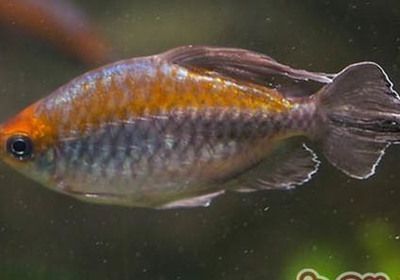 龍魚能不能喂面包蟲：龍魚可以喂食面包蟲嗎 龍魚能不能喂面包蟲：龍魚可以喂食面包蟲嗎 龍魚百科 第2張