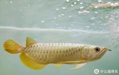 龍魚能不能喂面包蟲：龍魚可以喂食面包蟲嗎 龍魚能不能喂面包蟲：龍魚可以喂食面包蟲嗎 龍魚百科 第3張