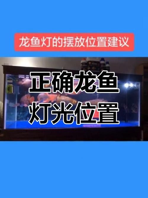 龍魚專用燈哪個牌子的好點