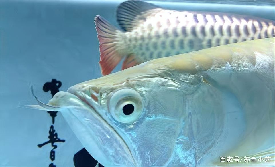 龍魚眼睛腫了個大包怎么辦