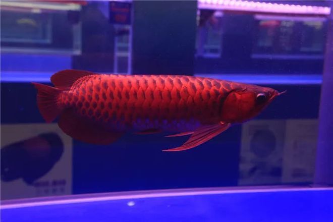 龍魚(yú)錦標(biāo)賽冠軍名單公布時(shí)間（龍魚(yú)錦標(biāo)賽冠軍名單公布時(shí)間公布時(shí)間并沒(méi)有明確信息）