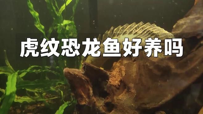 恐龍魚水質要求高嗎