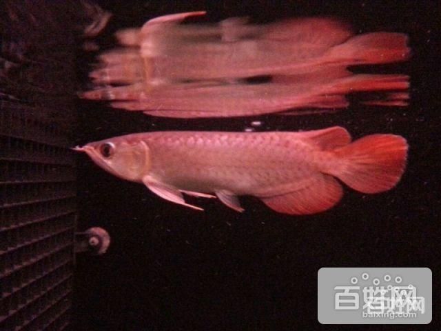 龍魚專賣商家信息：在北京地區，有多家店鋪提供龍魚銷售和服務：如何找到龍魚專賣商家