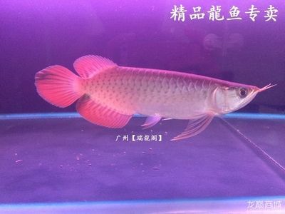 龍魚專賣商家信息：在北京地區，有多家店鋪提供龍魚銷售和服務：如何找到龍魚專賣商家