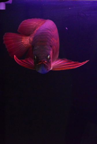 有沒有高清版的紅龍魚壁紙？
