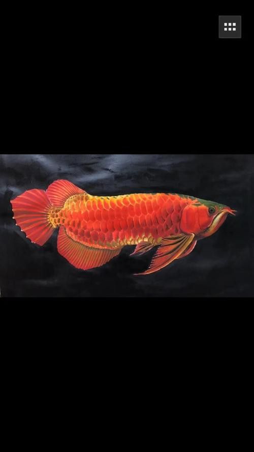 有沒有高清版的紅龍魚壁紙？