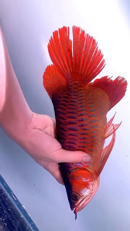 有沒有高清版的紅龍魚壁紙？