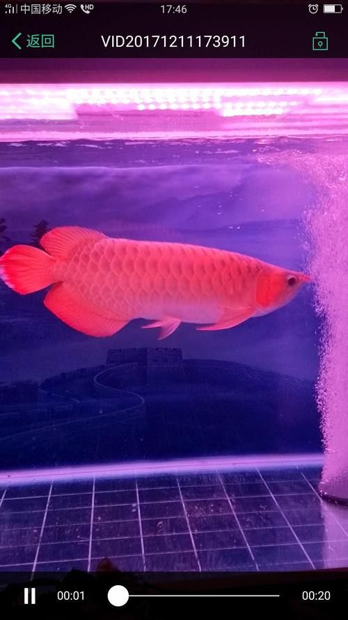 有沒有高清版的紅龍魚壁紙？