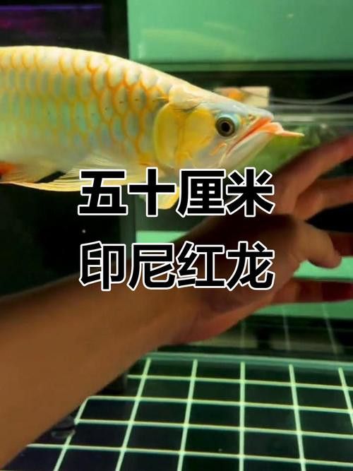 有沒有高清版的紅龍魚壁紙？