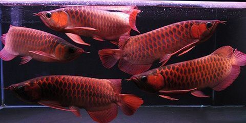 漁場直銷銀龍魚品質保證：漁場直銷銀龍魚價格對比銀龍魚品種選擇指南