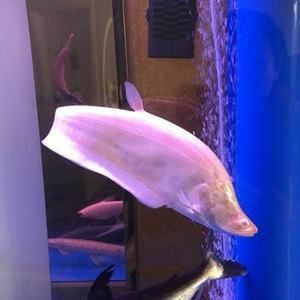 白化銀龍魚價格走勢（白化銀龍魚價格_多少錢一條(銀龍魚多少錢一條）