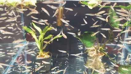 雷龍魚繁殖周期影響因素，