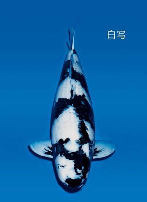 錦鯉白色的叫什么名字啊圖片