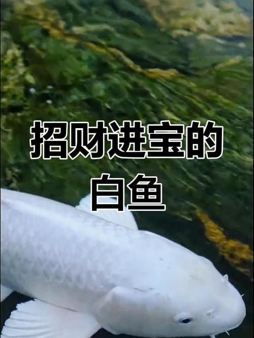 錦鯉白色的叫什么名字啊圖片