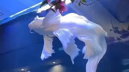 錦鯉白色的叫什么名字啊圖片