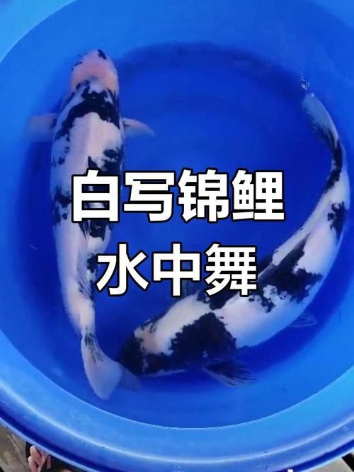錦鯉白色的叫什么名字啊圖片