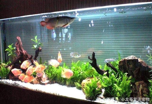 龍魚魚缸尺寸要多少錢一個呢：龍魚魚缸尺寸和價格之間的關系