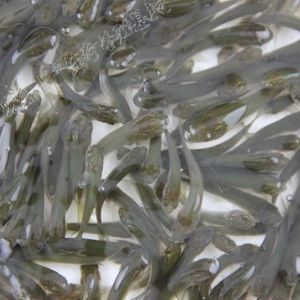 8厘米銀龍魚苗吃什么（8厘米的銀龍魚苗的飲食建議）