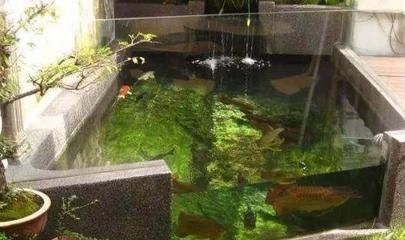 龍魚適合在哪里養(yǎng)（中國多個省份適合養(yǎng)殖金龍魚）