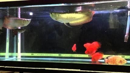 龍魚適合在哪里養(yǎng)（中國多個省份適合養(yǎng)殖金龍魚）