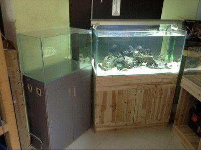 白缸養(yǎng)龍魚時(shí)，白缸養(yǎng)什么龍魚好看又好養(yǎng)的龍魚品種：在選擇白缸養(yǎng)龍魚時(shí)，白缸養(yǎng)什么龍魚好看又好養(yǎng)的