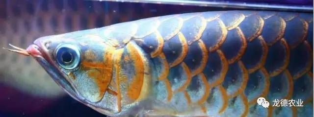 龍魚發(fā)色專用燈怎么用的圖片：龍魚發(fā)色專用led燈的使用方法