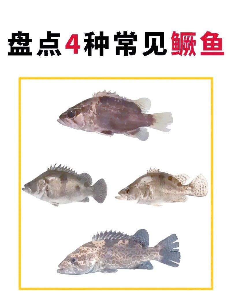 老虎魚鱖魚