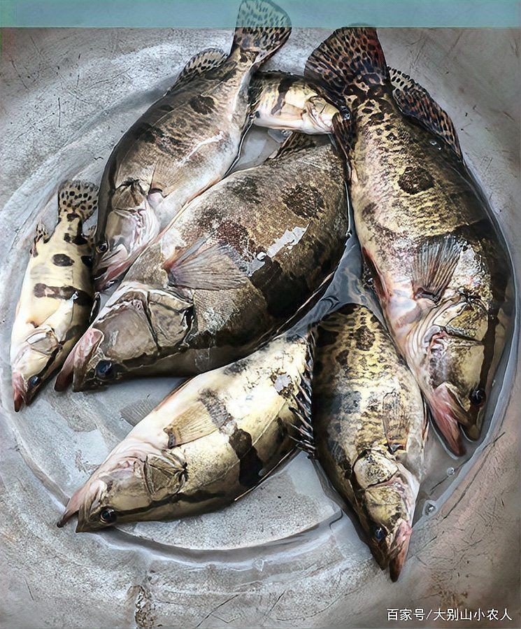 老虎魚鱖魚