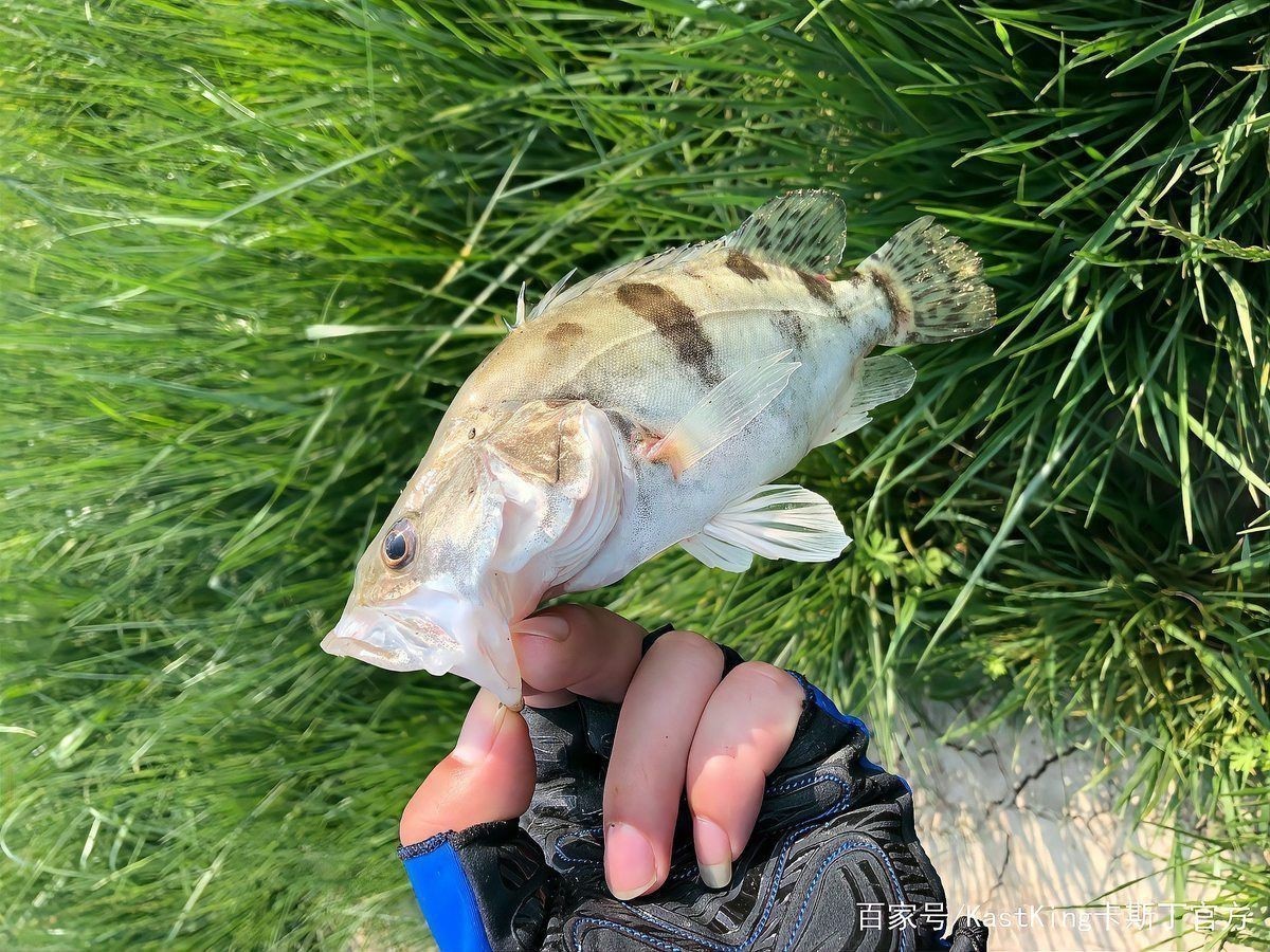 老虎魚鱖魚